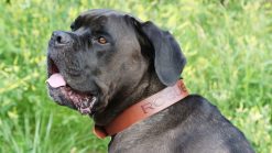 Rogue Fitness Rogue Leather Dog Collar 4 Rogue Fitness Rogue Leather Dog Collar -Mueller Shop DOGCOLLAR web4 ongtvp