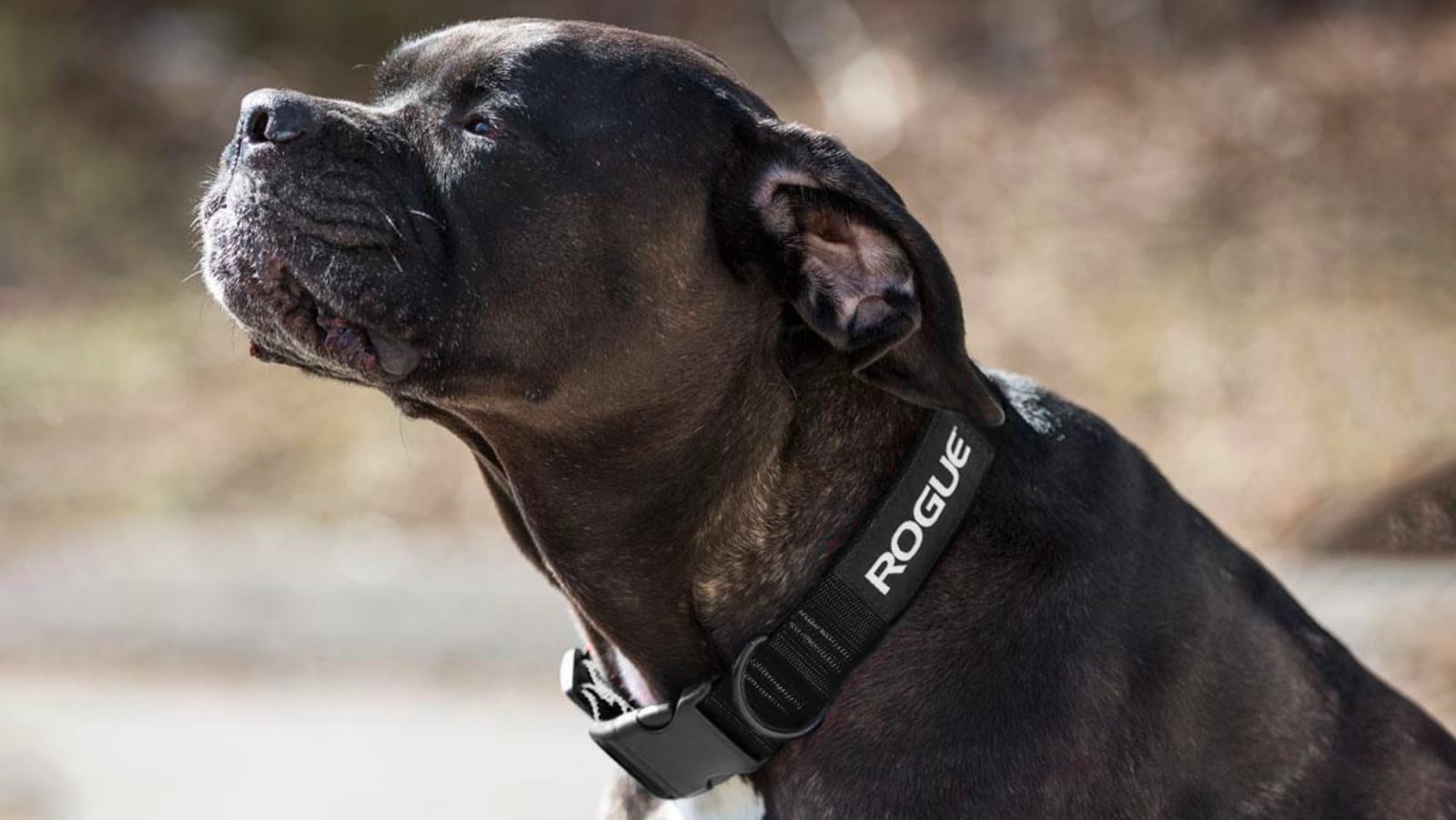 Rogue Nylon Dog Collar Rogue Fitness Rogue Nylon Dog Collar -Mueller Shop RA0980 BLACK H ekw69a