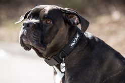Rogue Fitness Rogue Dog Collar MIL Edition 7 Rogue Fitness Rogue Dog Collar MIL Edition -Mueller Shop RA1005 WEB5 msoy7k
